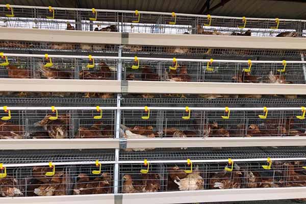 Critical Factors of Consider When Selecting Chicken Equipment