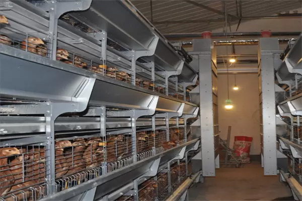 broiler battery cage system