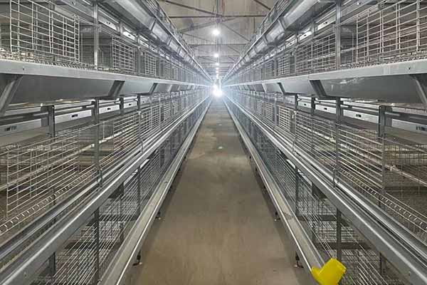 h type brood battery cage