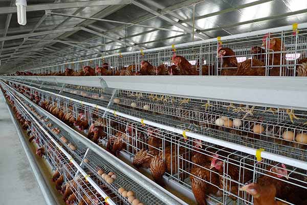 project of 10000 layers with a type chicken cage for sale in south africa