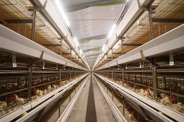 Why Do Chicken Farmers Prefer Cage Chickens?