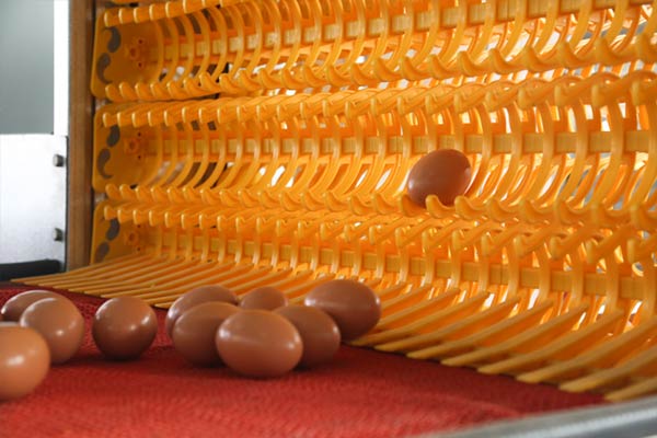 automatic egg collection system