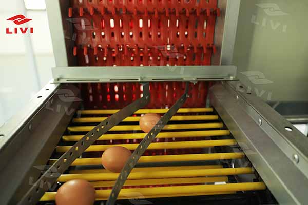 automatic egg collection equipment