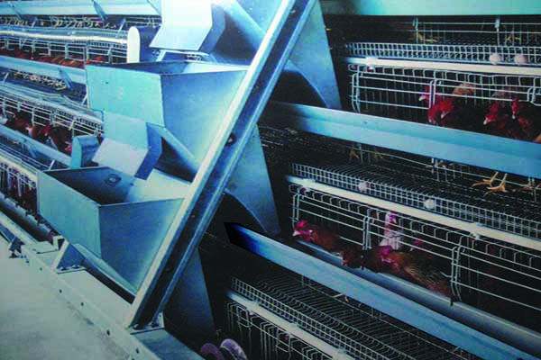 automatic chicken feeding equipment