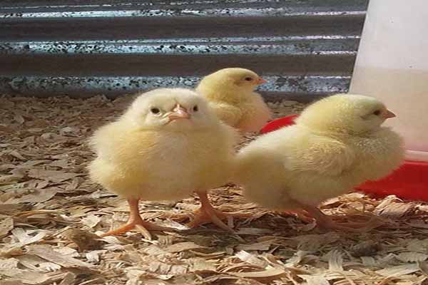 chicks to grow into chickens