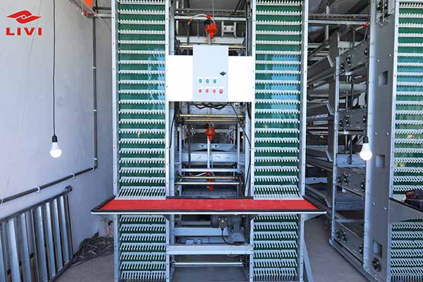 automatic egg collection equipment