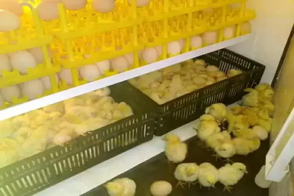 Egg Incubator Machine