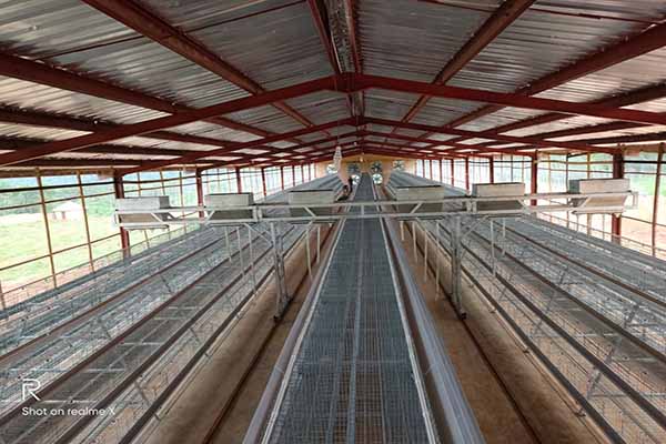 automatic chicken feeding equipment