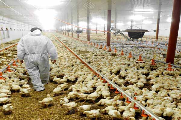 how-long-does-it-take-for-chicks-to-grow-into-chickens