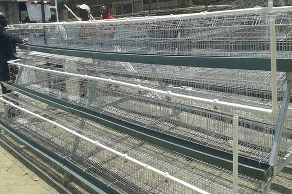 poultry battery cage