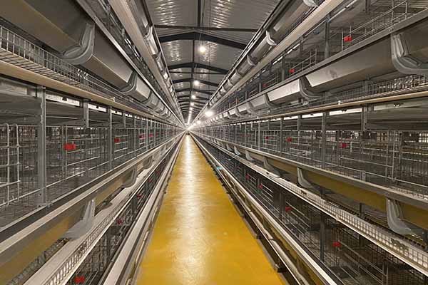 Project of 20,000 Layers Using Chicken Battery Cage in Zambia