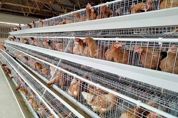 project-of-26880-layers-with-poultry-cage-for-sale-in-nigeria