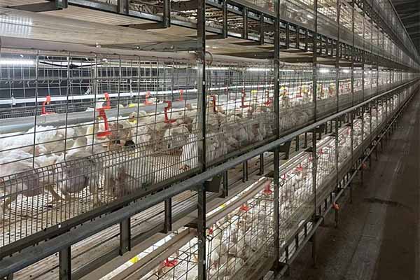 Project Of 60000 Layers With Chicken Cage Price In Zimbabwe