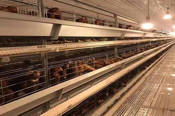 Project of Battery Cage System Price For 30,000 Broilers in Zambia