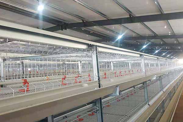 Reliable Poultry Battery Cages for Sustainable Farming