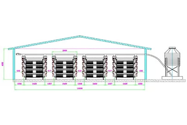 50000 Broilers In Poultry Battery Cage