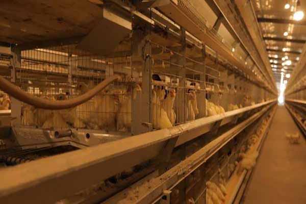 project-of-50000-broilers-with-poultry-cage-price