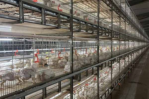 project-of-50000-broilers-with-poultry-cage-price