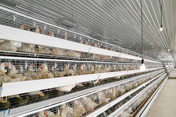 project-of-10000-layers-chicken-cage-price-in-nigeria