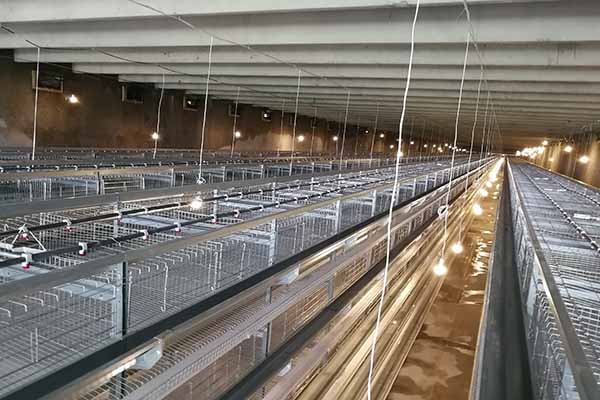 30,000 Layers Chicken Battery Cage For Sale in Kenya