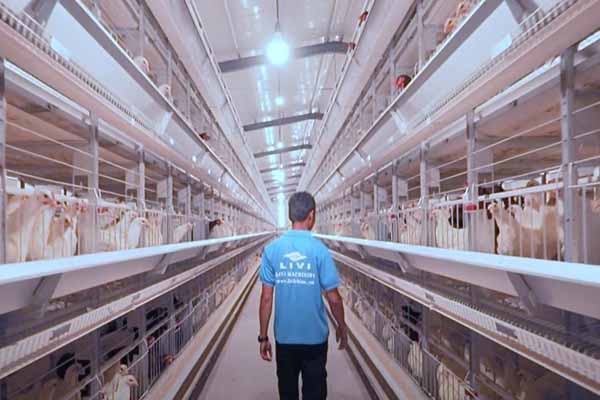 technical-points-of-battery-cage-in-broiler-farming