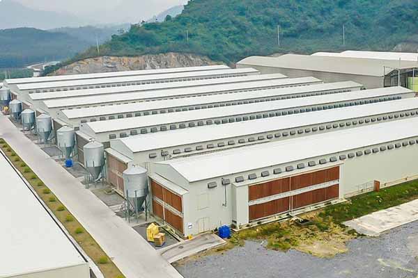 automatic poultry cages in large scale chicken farming