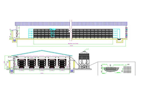 40000 layers in automatic chicken cages