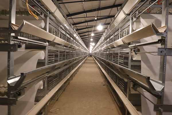 32000-chickens-h-type-layer-cages-for-sale-in-ghana