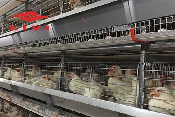 why-do-south-africa-chicken-farmers-prefer-h-type-chicken-cages