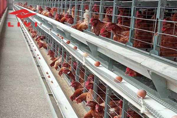 10000-chickens-battery-cage-for-layers-price-in-ghana