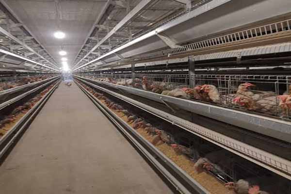 where-to-buy-chicken-layer-cage-for-sale-in-Mozambique