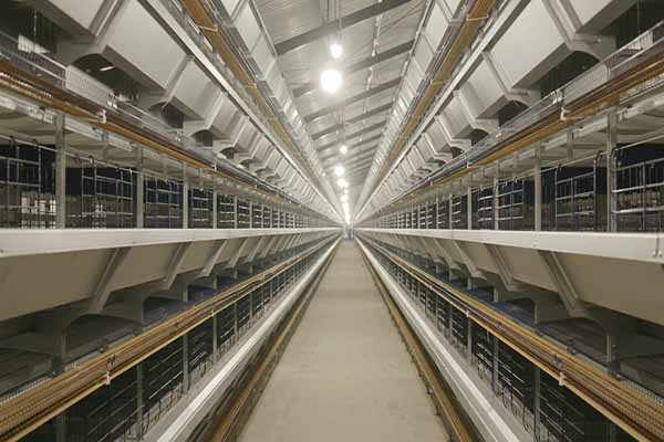 chicken-layer-cage-system-in-south-afirca-for-30000-birds