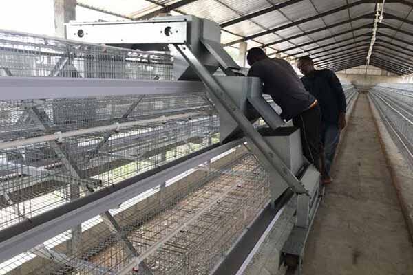 30000-layers-poultry-battery-cage-price-in-Mozambique