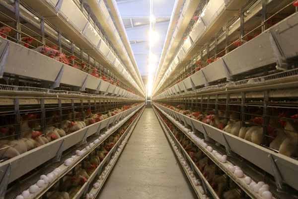 start-a-poultry-farming-business-for-large-scale-chicken-raising