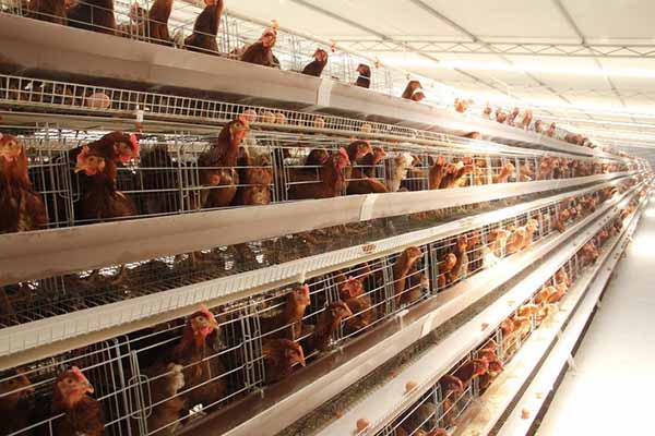 best-price-poultry-farming-cages-for-30000-layers-in-tanzania-