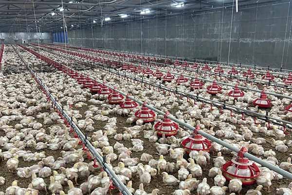 how-much-space-do-you-need-for-10000-broilers-in-zimbabwe