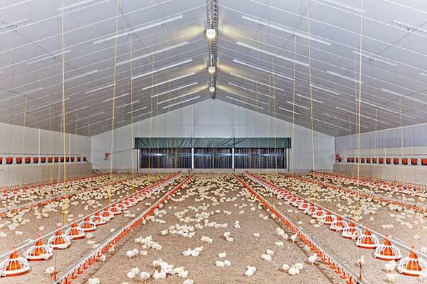 10000 Broilers in Zimbabwe