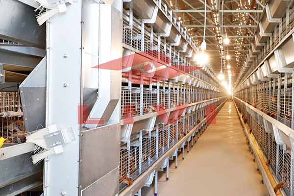 10000 Broilers in Zimbabwe