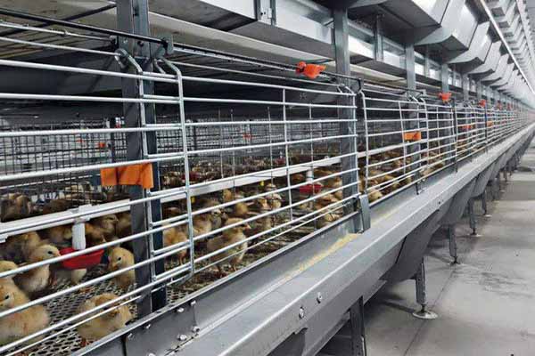 how-much-space-do-you-need-for-10000-broilers-in-zimbabwe