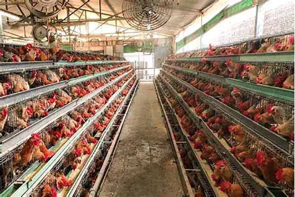 poultry-farming-guide-for-beginners-start-with-50000-layers