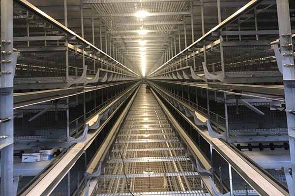 the-best-method-of-poultry-farming-using-layer-chicken-cage-