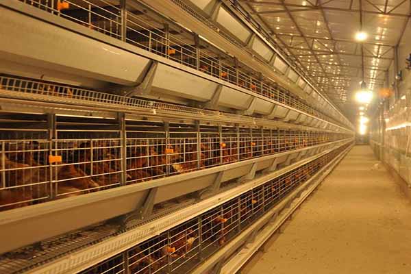 where-to-buy-affordable-poultry-battery-cage-equipment-in-ghana