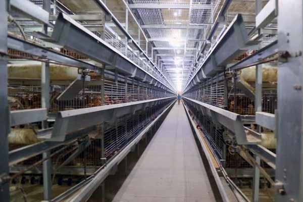 30000-broilers-farming-battery-cages-price-in-south-africa