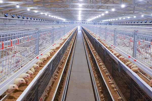 guide-to-building-chicken-cage-system-for-poultry-farm