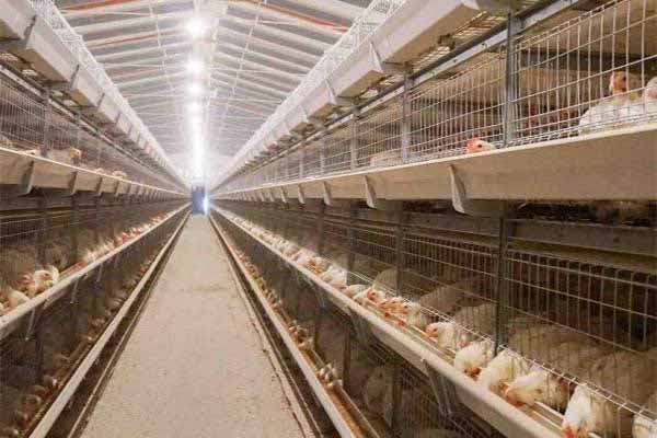 my-journey-of-starting-a-15000-broilers-poultry-farm-in-ghana