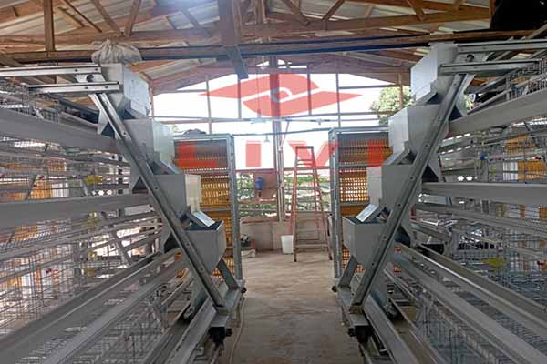 project-of-a-type-layer-cages-for-20000-chickens-in-zambia