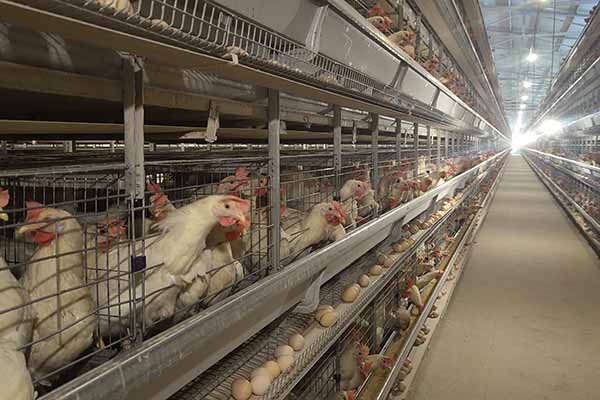 cost-of-4-tiers-h-type-layer-cages-in-ghana-for-40000-chickens