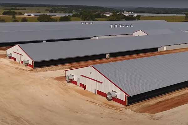 layers-cages-farm-in-tanzania-with-a-capacity-of-80000-chickens