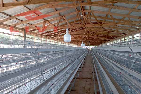 price-of-10000-layers-a-type-chicken-cages-in-zimbabwe