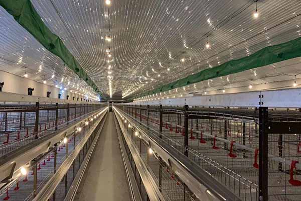 pullet-chicken-cages-for-sale-in-aruba-to-farm-10000-chickens